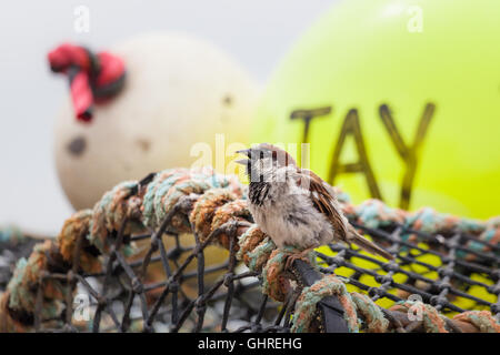 Jungen Spatz Vogel auf einem Krabben-Topf mit Bojen am Hafen von Beadnell, Northumberland Stockfoto