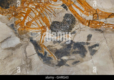 Caudipteryx Zoui, prägt das erste nicht-Vogel-Dinosaurier Fossil gefunden mit modernen Federn, frühen Kreidezeit, Nahaufnahme von Feder Stockfoto