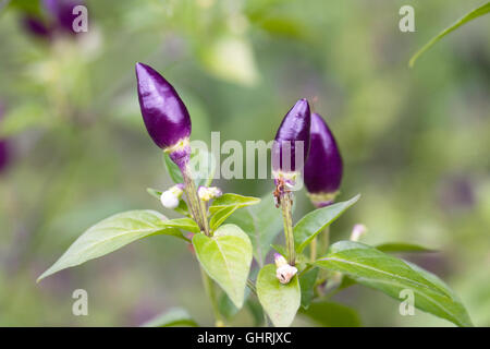 Capsicum Annum NuMex Twilight. Bunte Paprika-Früchte. Stockfoto