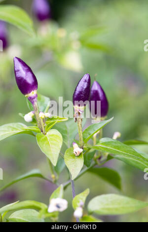 Capsicum Annum NuMex Twilight. Bunte Paprika-Früchte. Stockfoto