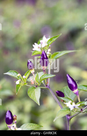 Capsicum Annum NuMex Twilight. Bunte Paprika-Früchte. Stockfoto