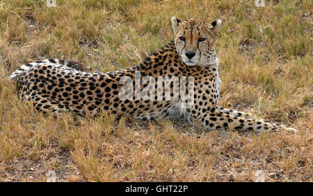 Afrikanischen Cheetah Ruhe in der Natur, Südafrika Stockfoto