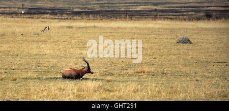 Impala-Antilopen zu Fuß auf dem Rasen-Landschaft Stockfoto