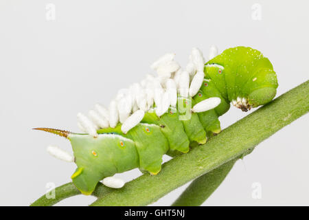 Nahaufnahme der Tabakkäfer geplagt mit braconid Wasp Parasit Stockfoto