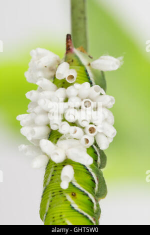 Braconid Wasp pupa Kokons neu entstand aus Larve Host. Stockfoto