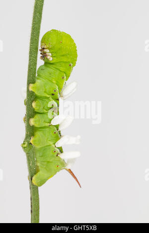 Nahaufnahme der Tabak hornworms mit cotesia congregatus Wasp Kokons. Stockfoto