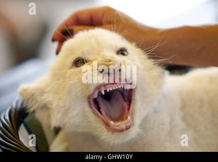 Kiew, Ukraine. 11. August 2016. Einer der fünf weiße Löwenbabys reagiert während ihrer Präsentation in der 'XII Monate' Privatzoo im Demydiv Dorf in der Nähe von Kiew, Ukraine, 11 August 2016.The fünf sieben Wochen alten männlichen weißen Löwenbabys wurden am 23. Juni 2016 von Iwanna und Ludwig Löwen geboren und wiegen jetzt zwischen vier bis sechs Kilogramm. Die fünf Löwenbabys sind eine Rekordzahl, denn normalerweise es nicht mehr als vier in einem Wurf ist. Credit: Serg Glovny/ZUMA Draht/Alamy Live-Nachrichten Stockfoto