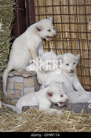 Kiew, Ukraine. 11. August 2016. Vier der fünf weiße Löwenbabys während ihrer Präsentation in der 'XII Monate' Privatzoo im Demydiv Dorf in der Nähe von Kiew, Ukraine, 11 August 2016.The, die fünf sieben Wochen alten männlichen weißen Löwenbabys am 23. Juni 2016 von Iwanna und Ludwig Löwen geboren wurden und jetzt zwischen vier bis sechs Kilogramm wiegen. Die fünf Löwenbabys sind eine Rekordzahl, denn normalerweise es nicht mehr als vier in einem Wurf ist. Credit: Serg Glovny/ZUMA Draht/Alamy Live-Nachrichten Stockfoto