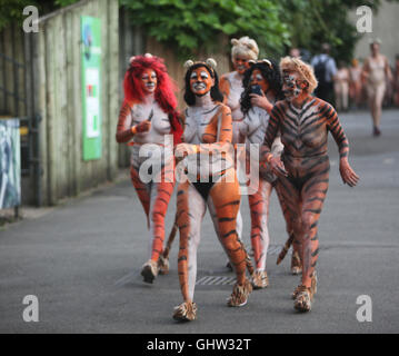 London, UK. 11. August 2016. Eine Gruppe von Tigern heißt eine Ader, eine Gruppe von Leuten nimmt sie Kleidung aus Streakers und, die berufen sind, ist was diese Gruppe von Menschen, die heute im Londoner Zoo, um Geld, in Richtung ZSLs Arbeit mit Tiger Credit getan: Paul Quezada-Neiman/Alamy Live News Stockfoto