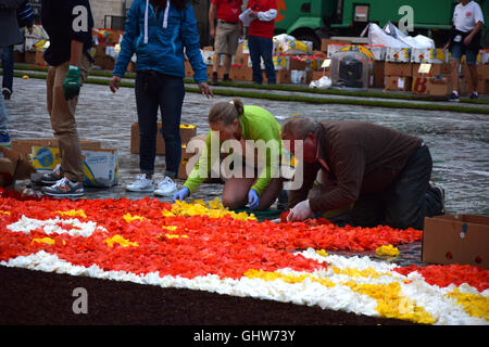 Brüssel, Belgien. 12. August 2016. die Marke der Blumenteppich in Brüssel Credit: Stephane Van Cauwenberghe/Alamy Live News Stockfoto