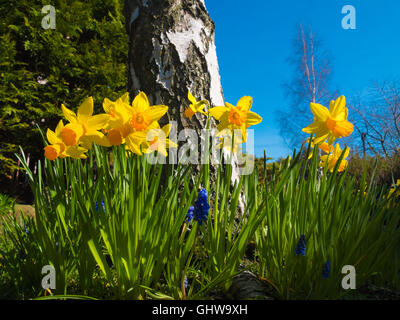 Frühling-Narzissen im Sonnenschein Stockfoto