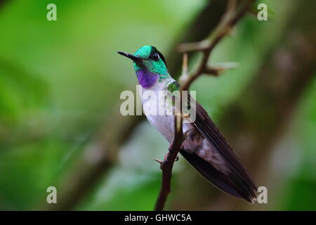 White-Bellied Berg, Lampornis Hemileucus, Provinz Alajuela, Costa Rica Stockfoto