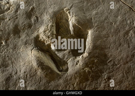 Dinosaur Tracks, Dinosaur State Park, Connecticut Stockfoto