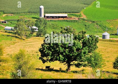 Ein Open-air-Scheune bietet ein Zuhause für Kühe und Vieh in der Nähe einer Reifung der Maisernte in einem Iowa Tal der Landwirtschaft gewidmet. Belltown, Iowa, USA. Stockfoto