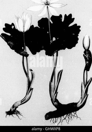 . Blumen auf dem Feld und Wald [microform]: Original Aquarell ...