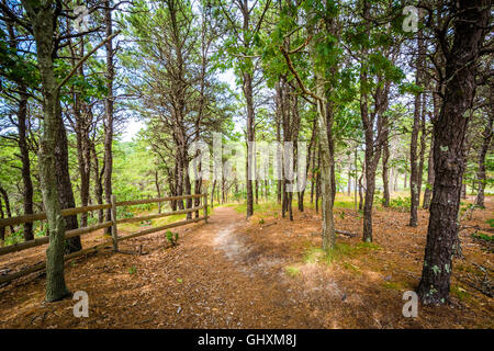 Trail auf Onkel Tims Insel in Wellfleet, Cape Cod, Massachusetts. Stockfoto