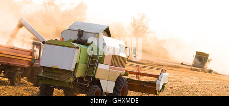 Kombinieren Sie beim Ernten von Weizen bei Sonnenuntergang Stockfoto