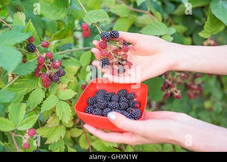 Weibliche Hand geernteten Blackberry in eine Schüssel geben. Stockfoto