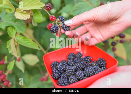 Weibliche Hand geernteten Blackberry in eine Schüssel geben. Stockfoto