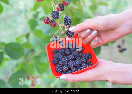 Weibliche Hand geernteten Blackberry in eine Schüssel geben. Stockfoto