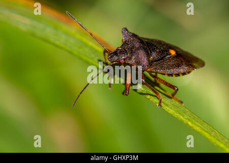 Rotbeinige Shieldbug (Pentatoma Art), auf einem Rasen Stiel, Yorkshire, Großbritannien Stockfoto