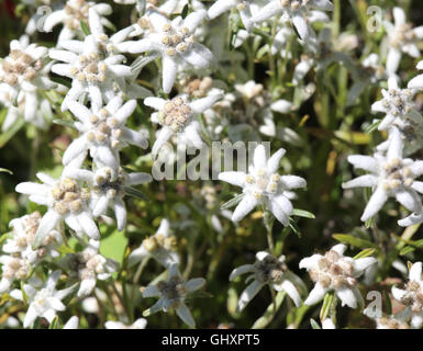 viele Edelweiss Blumen in den Dolomiten im Sommer Stockfoto