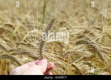 Hand des Landwirts hält reifen Ähre mit kultivierten Feld im Hintergrund Stockfoto