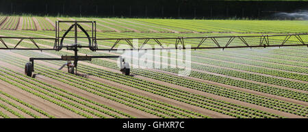 automatisches Bewässerungssystem eines kultivierten Feldes von grünem Salat im Sommer Stockfoto