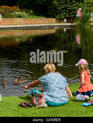 Fütterung der Enten von einem Teich. Stockfoto