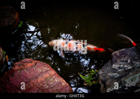 Koi-Karpfen-Teich im Garten im Innenhof im Nomura-Samurai-Haus in Kanazawa, Japan. Stockfoto