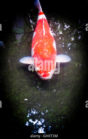 Koi-Karpfen-Teich im Garten im Innenhof im Nomura-Samurai-Haus in Kanazawa, Japan. Stockfoto