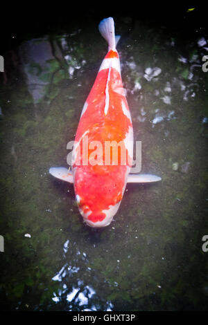 Koi-Karpfen-Teich im Garten im Innenhof im Nomura-Samurai-Haus in Kanazawa, Japan. Stockfoto