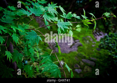 Fährt im Innenhof Garten um die Nomura-Samurai-Haus in Kanazawa, Japan. Stockfoto