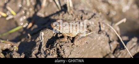 Getarnter Amerikanischer Bullfrog Stockfoto