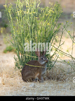 Desert Cottontail Kaninchen essen Fenchel Stockfoto