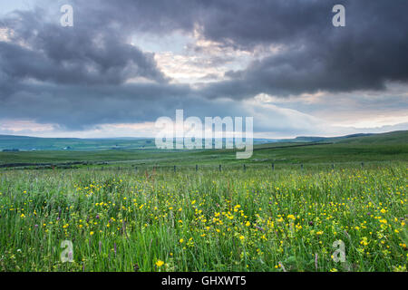 Wilde Blume Mähwiese und der Blick über Teesdale aus Widdybank Weide, obere Teesdale, County Durham, Großbritannien Stockfoto