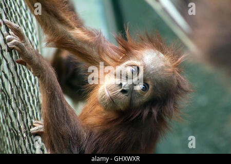 Ein junger Orang-Utan im Zoo von Chester Stockfoto