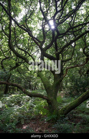 Charaktervolle englischer Eiche Bäume im Wald auf einem mittleren Sommer Tag. Stockfoto