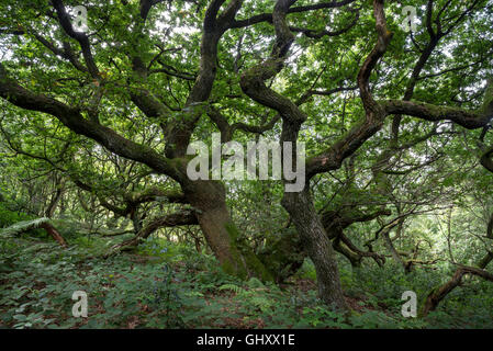 Charaktervolle englischer Eiche Bäume im Wald auf einem mittleren Sommer Tag. Stockfoto