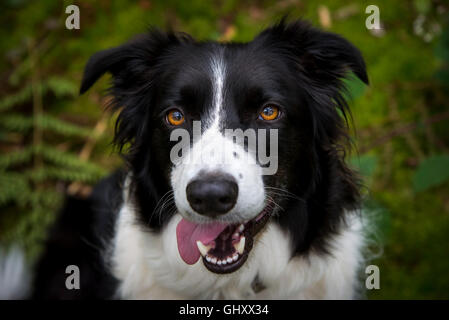 Wunderschöne Border-Collie mit bernsteinfarbenen Augen in die Kamera schaut. Stockfoto