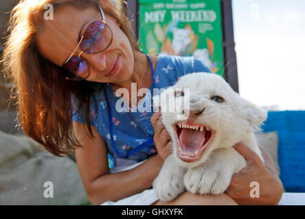 Demydiv, Ukraine. 11. August 2016. Ein Wurf von weißen Löwenbabys ist in ihrem Gehege in der Privatzoo im Dorf Demydiv am 11. August 2016 vorgestellt. Die fünf sieben Wochen alten männlichen weißen Löwenbabys wurden am 23. Juni 2016 von Iwanna und Ludwig Löwen geboren und wiegen jetzt zwischen vier bis sechs Kilogramm. Die fünf Löwenbabys sind eine Rekordzahl, denn normalerweise es nicht mehr als vier in einem Wurf ist. Bildnachweis: Vasyl Shevchenko/Pacific Press/Alamy Live-Nachrichten Stockfoto