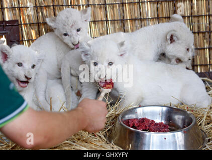 Demydiv, Ukraine. 11. August 2016. Ein Wurf von weißen Löwenbabys ist in ihrem Gehege in der Privatzoo im Dorf Demydiv am 11. August 2016 vorgestellt. Die fünf sieben Wochen alten männlichen weißen Löwenbabys wurden am 23. Juni 2016 von Iwanna und Ludwig Löwen geboren und wiegen jetzt zwischen vier bis sechs Kilogramm. Die fünf Löwenbabys sind eine Rekordzahl, denn normalerweise es nicht mehr als vier in einem Wurf ist. Bildnachweis: Vasyl Shevchenko/Pacific Press/Alamy Live-Nachrichten Stockfoto