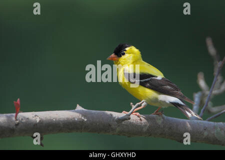 Amerikanische Stieglitz (Spinus Tristis) Männchen sitzen auf Zweig, Bombay Hook NWR, Delaware, USA Stockfoto