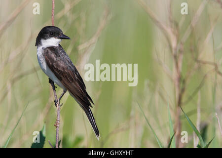 Östlichen Kingbird (Tyrannus Tyrannus) sitzen auf Zweig, Bombay Hook NWR, Delaware, USA Stockfoto