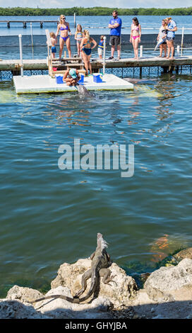 Grassy Key, Florida Keys Dolphin Research Center, gemeinsame grüner Leguan beobachten Besucher immer bereit, mit den Delphinen schwimmen Stockfoto