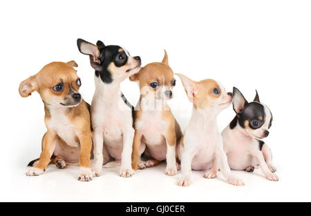 Fünf kleine Welpen Chihuahua isoliert auf weiss Stockfoto