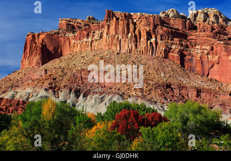 Mehrfarbige fallen Blätter und rote Felsen im Capitol Reef National Park, Torrey, Utah, USA Stockfoto