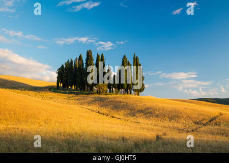 ein Wäldchen von Zypern Bäume nr San Quirico d ' Orcia, Tuscany Stockfoto