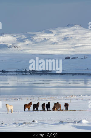 Pferde auf einer Farm auf Álftafjördur, Snaefellsness Halbinsel, Island Stockfoto