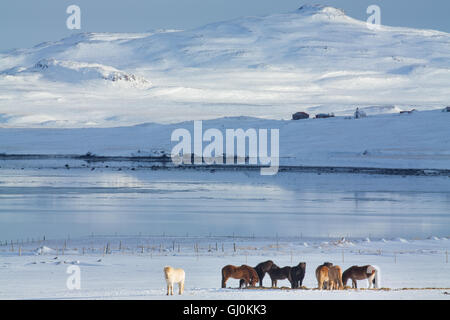 Pferde auf einer Farm auf Álftafjördur, Snaefellsness Halbinsel, Island Stockfoto